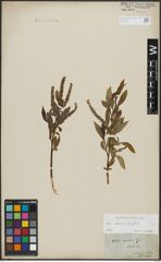 Foto von Salix alba L. x Salix fragilis L.